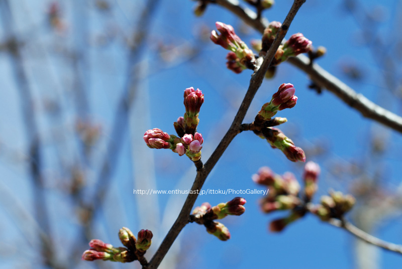 桜＠新川2010