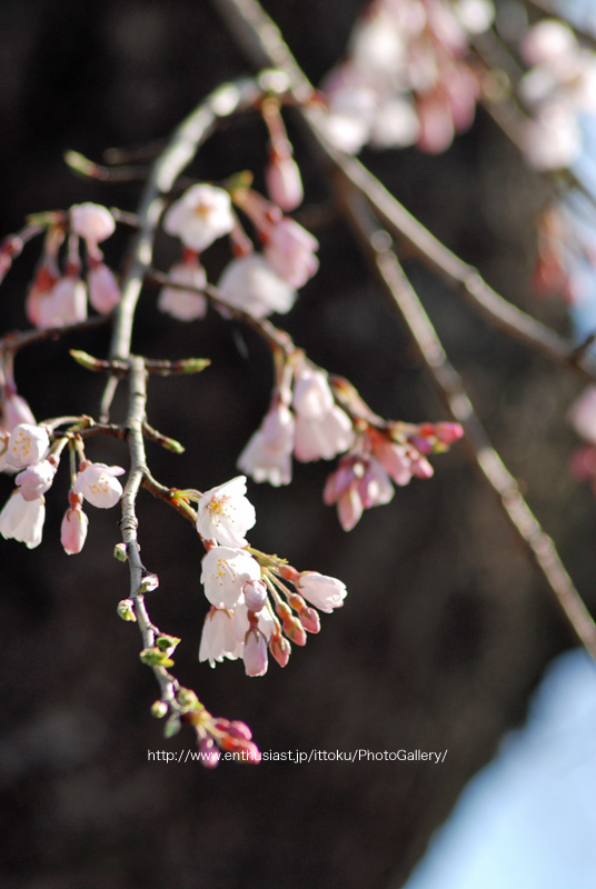 桜その2＠行船公園2010