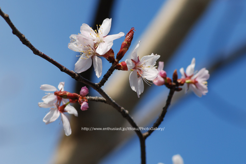 桜その3＠行船公園2010