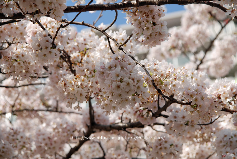 桜＠仙台堀川公園2010