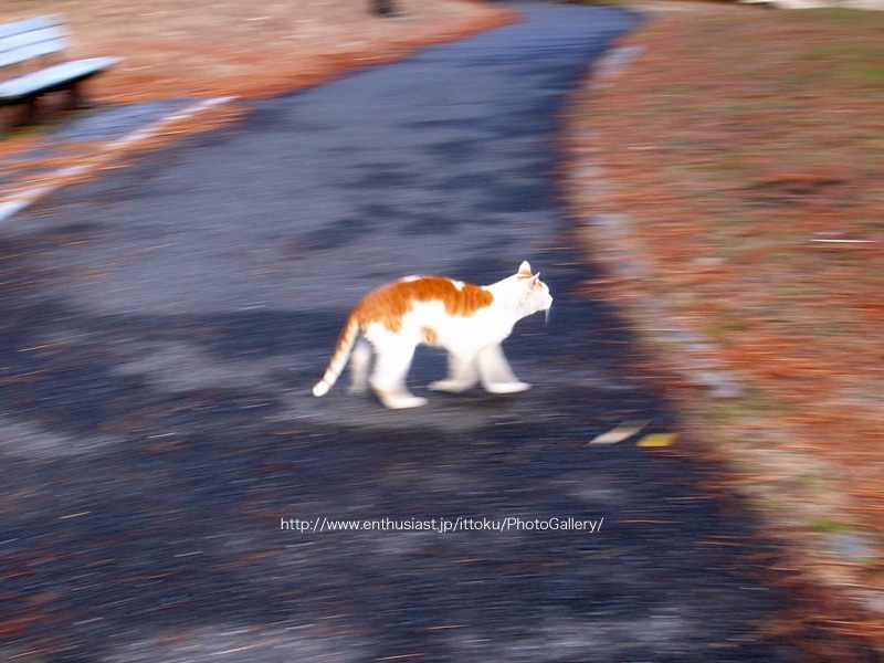 野良猫＠葛西臨海公園2010