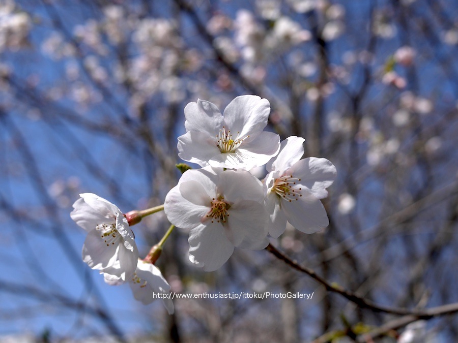 桜 ＠ 砂町水再生センター