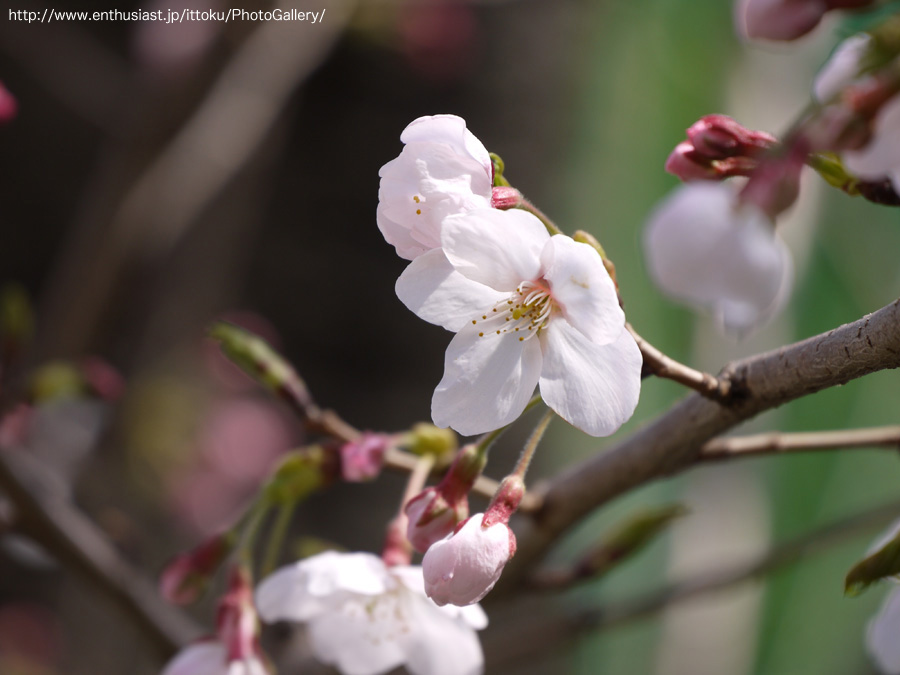 桜 @ 近所