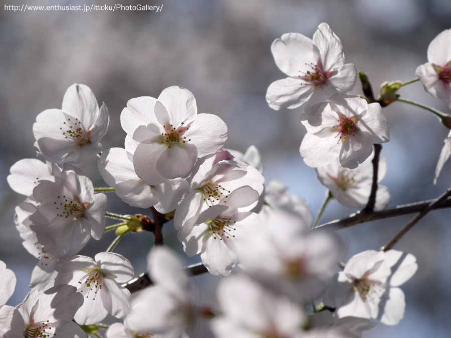 桜 @ 近所