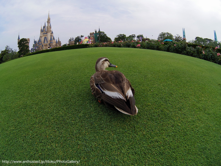 鴨かも @ TDL