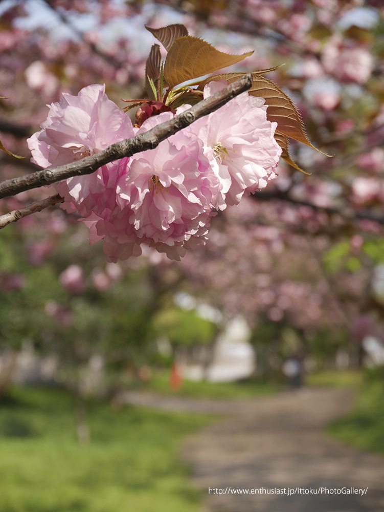 最後の桜 @ 仙台堀川公園