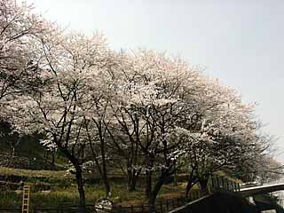 津久井湖の桜。