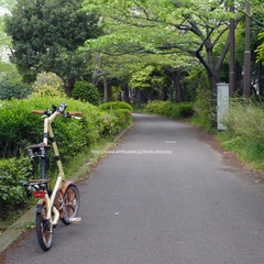 STRiDA、小径で1枚。