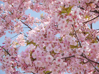 河津桜