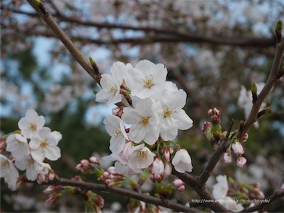 お台場海浜公園の桜